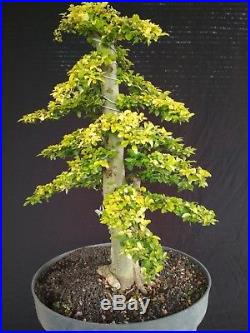 Chinese Privet - 10+ Seeds Ligustrum "lucidum" 2018 Bonsai Tree