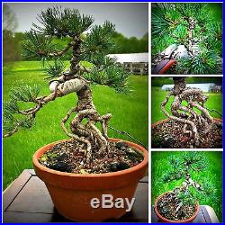 Indoor Bonsai Exposed Root Grafted Japanese White Pine By New