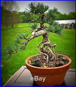Indoor Bonsai Exposed Root Grafted Japanese White Pine By New