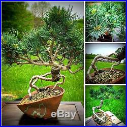 Indoor Bonsai Japanese White Pine Bonsai With Exposed Roots By