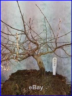 Pre Bonsai Tree Seedling Stock 2 1/2" Pot Carpinus Coreana Korean hornbeam