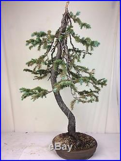 yamadori years bonsai specimen collected spruce engelmann tree indoorbonsai biz