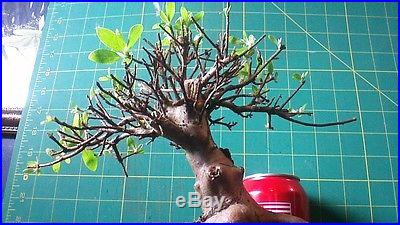 #027 Satsuki Azalea Bonsai Small Mame Exceptional Roots Trunk Taper