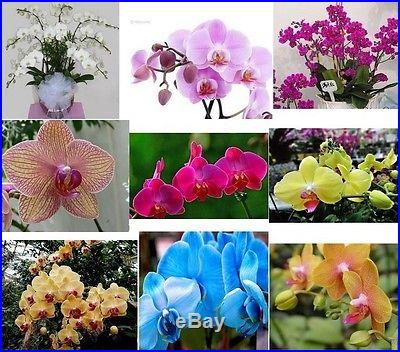 100 Mix-color Butterfly Orchid Flower Seed Orchid Queen Bonsai plant home garden
