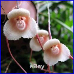 10PCS Rare Monkey Face Orchid Seeds Home Garden Beautiful Plant Flower