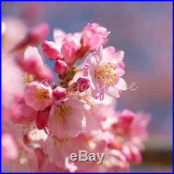 10Pcs Beautiful Japanese Sakura Flower Cherry Bonsai Tree Rare Garden Seeds