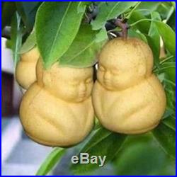 10Pcs Rare Baby Ginseng Fruit Pear Tree Seeds NON GMO Sapodilla Garden Plant