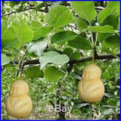 10Pcs Rare Baby Ginseng Fruit Pear Tree Seeds NON GMO Sapodilla Garden Plant