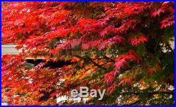 10Pcs Red Japanese Maple Palmatum Atropurpureum Plant Tree Seeds Garden Decor
