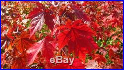 10Pcs Red Japanese Maple Palmatum Atropurpureum Plant Tree Seeds Garden Decor