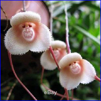 10/20/30PCS Monkey Face Orchid Flower Seeds Plant Seed Bonsai Home Garden New