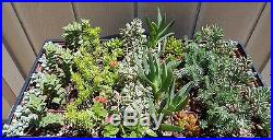 10 Assorted Succulent Collection in 2 Pots FREE SHIPPING