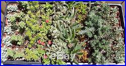 10 Assorted Succulent Collection in 2 Pots FREE SHIPPING