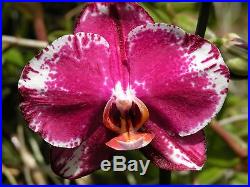 10 Bareroot- Blooming Size Phalaenopsis Plants (no spikes)
