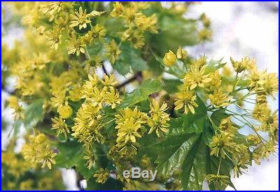 10 Bonsai Seeds Acer platanoides Princeton Gold European Norway Maple Bulk Seeds