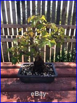 10 Bonsai Tree Trident Maple Acer Burgeranium Maple