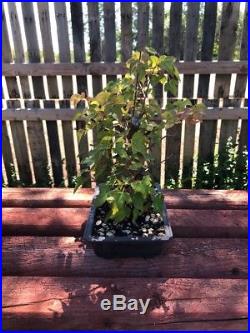 10 Bonsai Tree Trident Maple Acer Burgeranium Maple