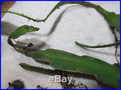 10 Cuttings from Night Blooming White Orchid Cactus Succulent Plant Rooted