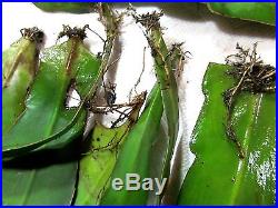 10 Cuttings from Night Blooming White Orchid Cactus Succulent Plant Rooted
