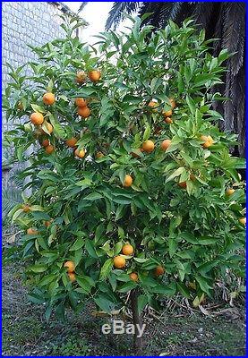 10 Edible Fruit Bitter Orange Seeds, Bonsai Citrus Seville Orange Tree Seeds
