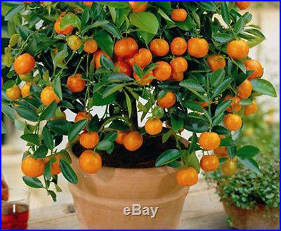10 Edible Fruit Mandarin Bonsai Tree Seeds, Citrus Bonsai Mandarin Orange Seeds
