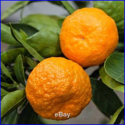 10 Edible Fruit Mandarin Bonsai Tree Seeds, Citrus Bonsai Mandarin Orange Seeds