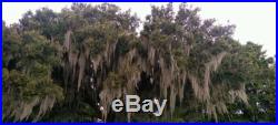 10 Gallons of Spanish Moss