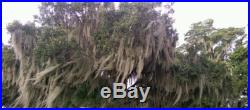 10 Gallons of Spanish Moss