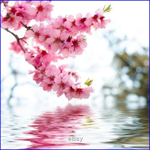 10 Japanese Cherry Tree Pink Cloud Oriental Prunus Serrulata Sakura Flower Seeds