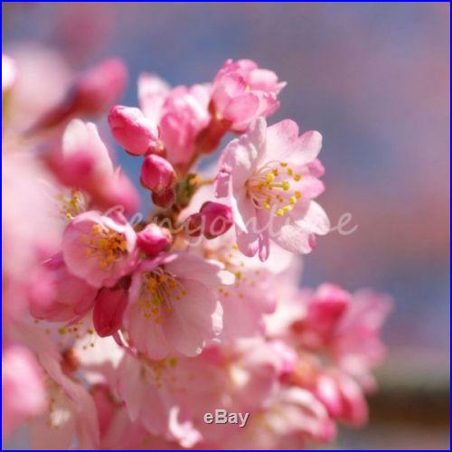 10 Japanese Cherry Tree Pink Cloud Oriental Prunus Serrulata Sakura Flower Seeds