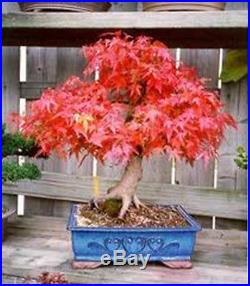 10 Japanese Red Maple Seeds Heirloom Acer Palmatum Bonsai or Landscape Seeds