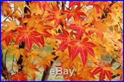10 Japanese Red Maple Seeds Heirloom Acer Palmatum Bonsai or Landscape Seeds