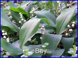 10 LILLY OF THE VALLEY plants-fragrant white flowers-Convallaria majalis