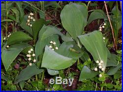 10 LILLY OF THE VALLEY plants-fragrant white flowers-Convallaria majalis