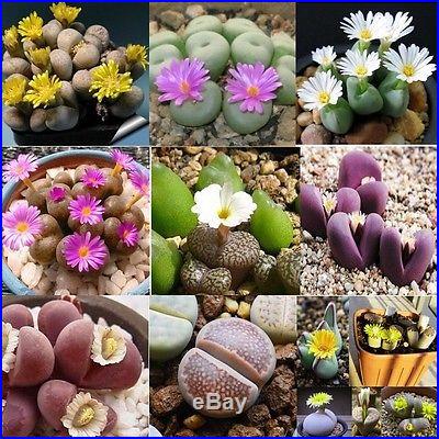 10 Lithops Flowering Stones Seeds Living Stones Seeds Mix Indoor Pot Plant