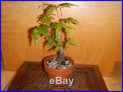 10 Year Japanese Maple Acer Palmatum Aureum 1 Inch Nebari Trunk Bonsai Tree
