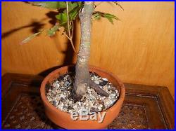 10 Year Japanese Maple Acer Palmatum Aureum 1 Inch Nebari Trunk Bonsai Tree