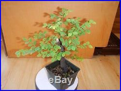 10 Year Old Collected 1 Inch Trunk Deciduous Huckleberry Bonsai Tree