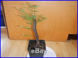 10 Year Old Collected 1 Inch Trunk Deciduous Huckleberry Bonsai Tree