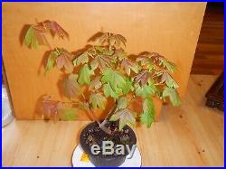10 Year Old Golden Full Moon Maple Seed Grown 1/2 Inch Trunk Bonsai Tree