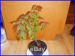10 Year Old Golden Full Moon Maple Seed Grown 1/2 Inch Trunk Bonsai Tree