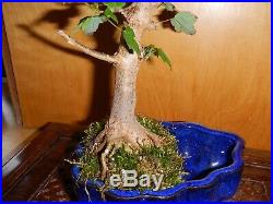 10 Year Old Japanese Trident Maple Acer Buergerianum 1 Inch Nebari Trunk Bonsai