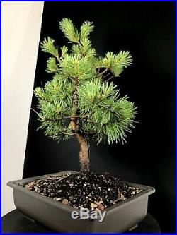 10 Year Scots Pine Bonsai Tree 20 Specimen