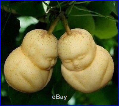 10pcs Rare Baby Ginseng Fruit Seeds pear tree seeds sapodilla Solanum
