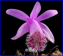 10x Pleione rare bubil mix, Semi-Hardy Deciduous Orchid, Rare Varieties