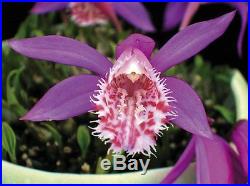 10x Pleione rare bubil mix, Semi-Hardy Deciduous Orchid, Rare Varieties