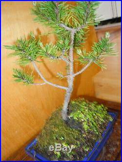 11 Year Old Collected Lodgepole Pine Pinus Contorta 1/2 Inch Trunk Bonsai Tree