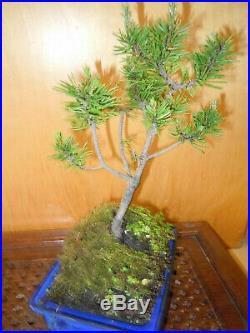 11 Year Old Collected Lodgepole Pine Pinus Contorta 1/2 Inch Trunk Bonsai Tree