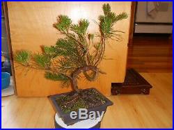11 Year Old Informal Japanese Black Pine 5/8 Inch Nebari Twist Trunk Bonsai Tree
