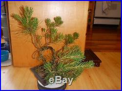 11 Year Old Informal Japanese Black Pine 5/8 Inch Nebari Twist Trunk Bonsai Tree